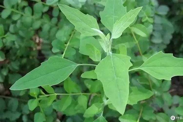 茶叶晒干烧成灰可以做花肥吗？你怎么看？