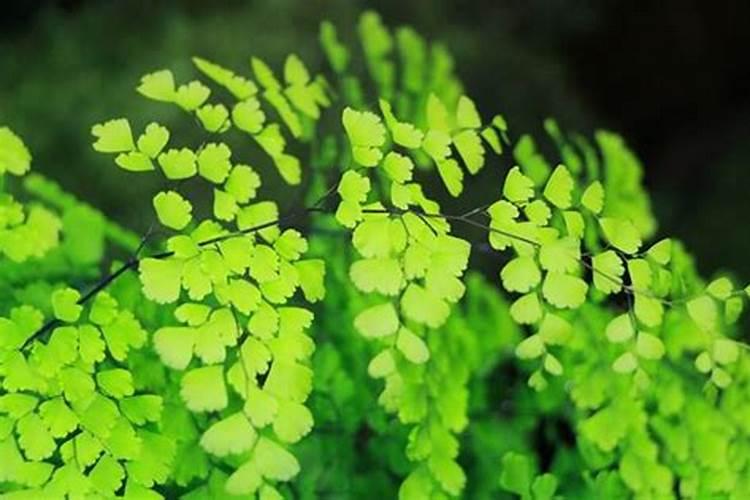 蕨类植物要怎样施肥？