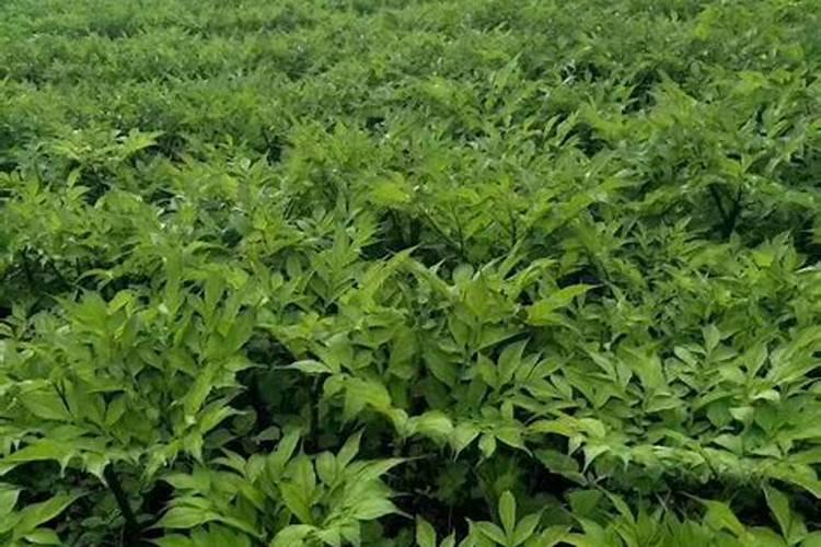 魔芋种植时肥料和树叶子怎么放？