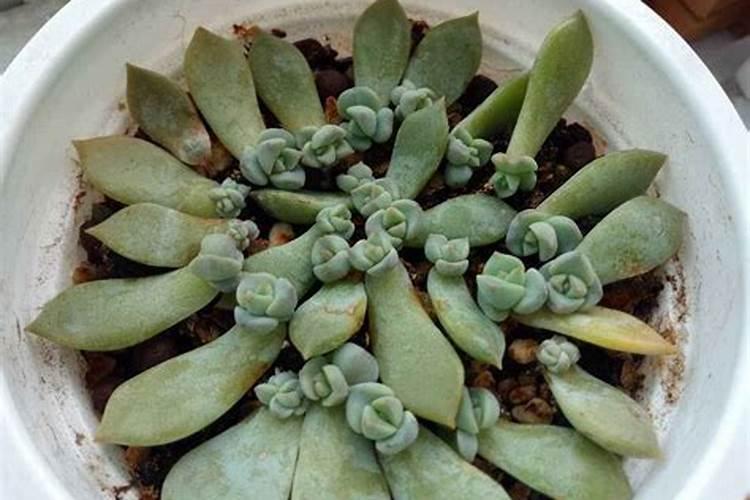 盆栽多肉植物施什么肥 该如何施肥