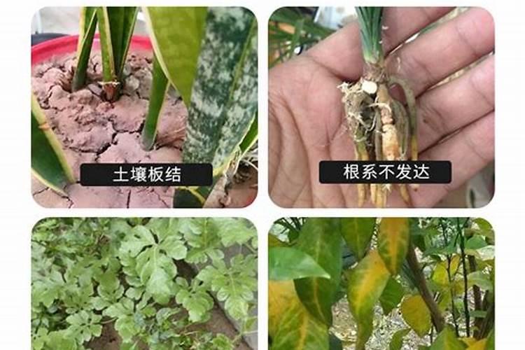 矿源黄腐酸钾浇兰花多少倍合适？