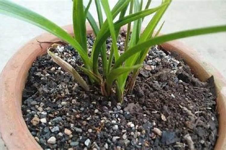 兰花苗营养土怎么使用