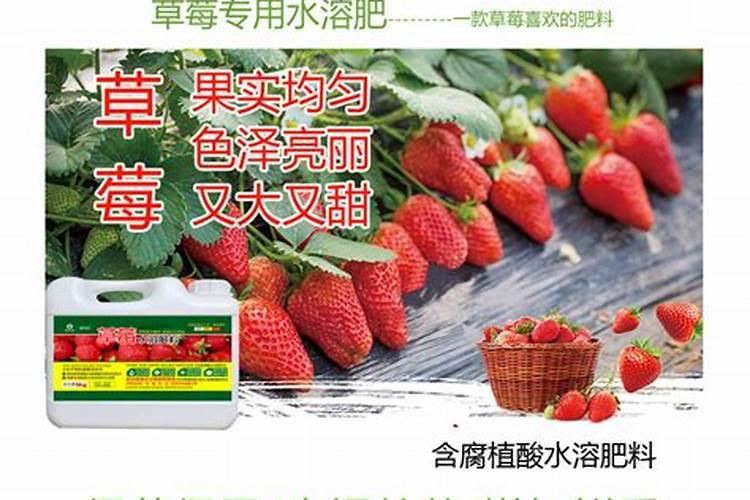 草莓各个时期的施肥方案 什么时候冲高磷肥