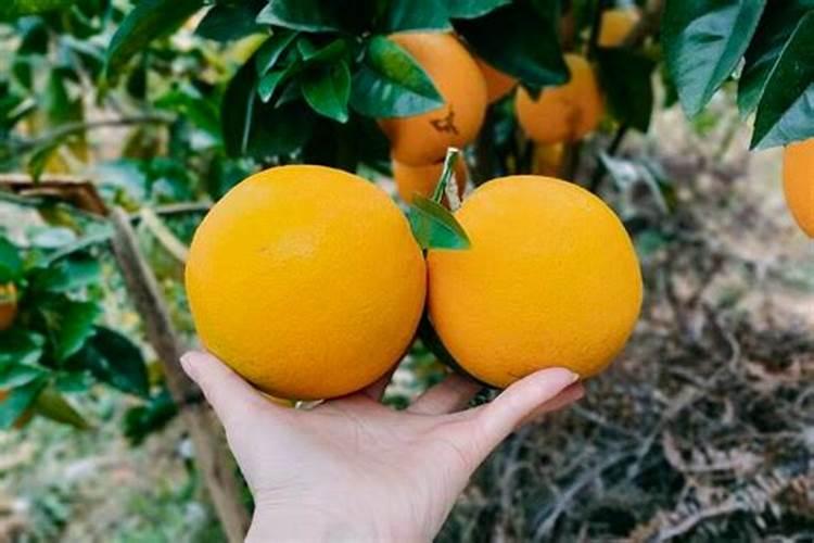 脐橙冬肥施什么肥好