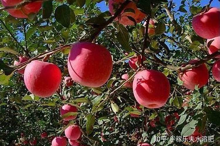 土豆施肥时间和方法