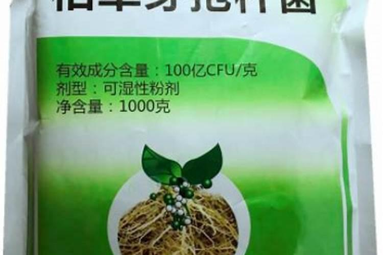 如何用好枯草芽孢杆菌？枯草芽孢杆菌的使用方法