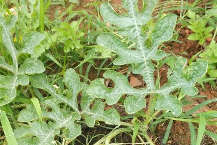 葡萄现在出现花芽了,该怎么施肥？