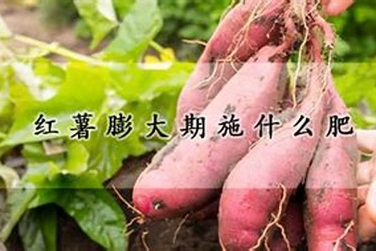 种红薯用什么肥料合适 种红薯用啥肥料合适
