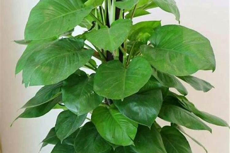 绿萝专用肥能给其他植物用吗？
