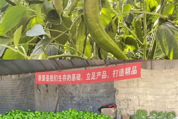 大棚种植辣椒,如何施肥,才能提高产量和质量？