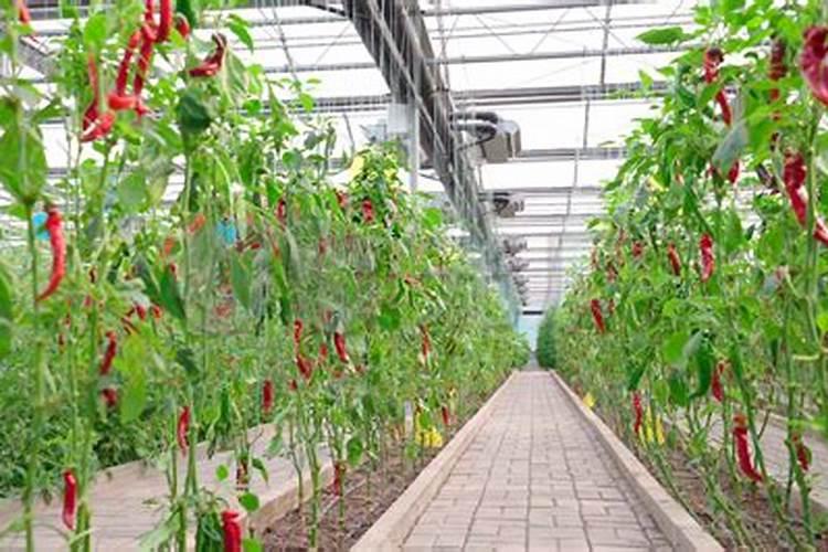 大棚辣椒用什么肥料颜色好？