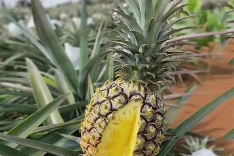 如何给凤梨施肥与浇水？