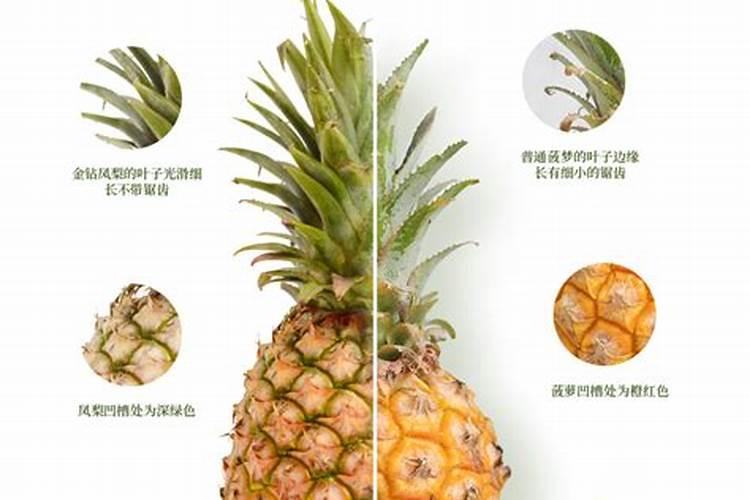 空气凤梨植物室内养殖方法有哪些