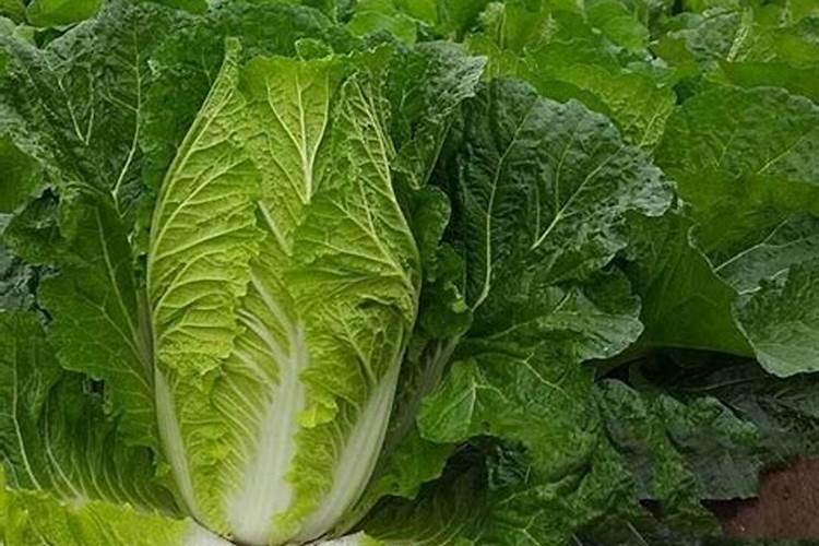 大白菜用什么复合肥