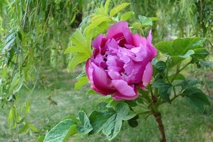 牡丹有花苞了怎么管理？