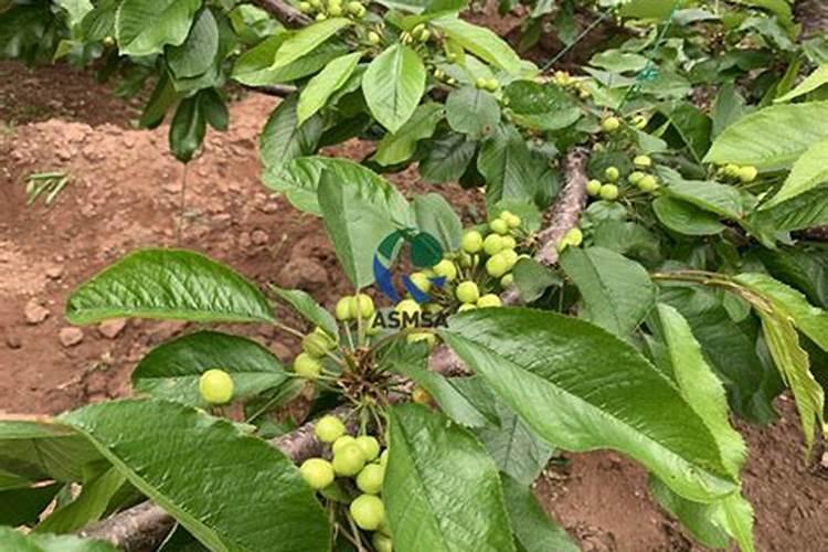 我给樱桃树冲施水溶肥后能不能马上浇水？