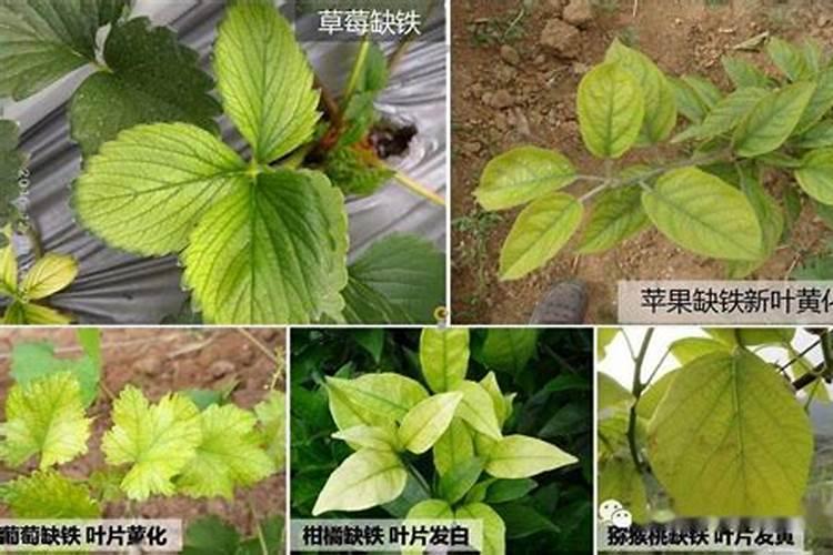 沙土地适合种什么农作物