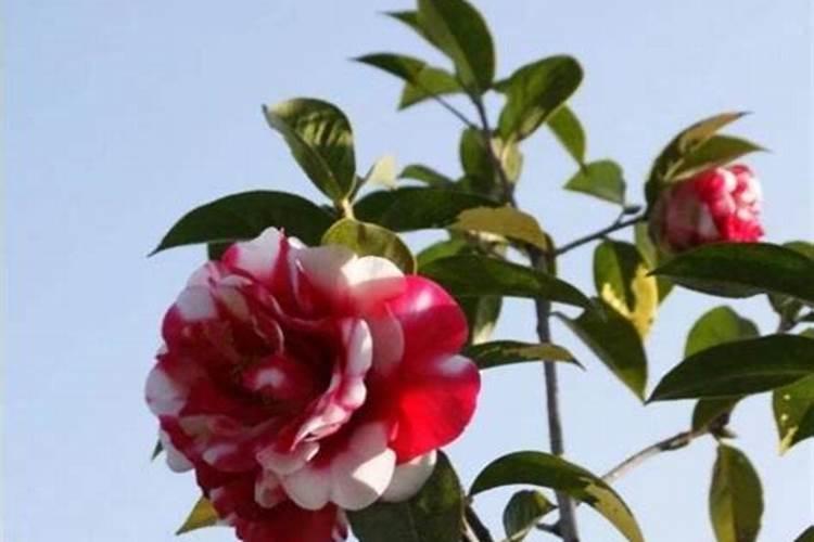 为什么哈维的英文名不是Harvey而是Xavi？