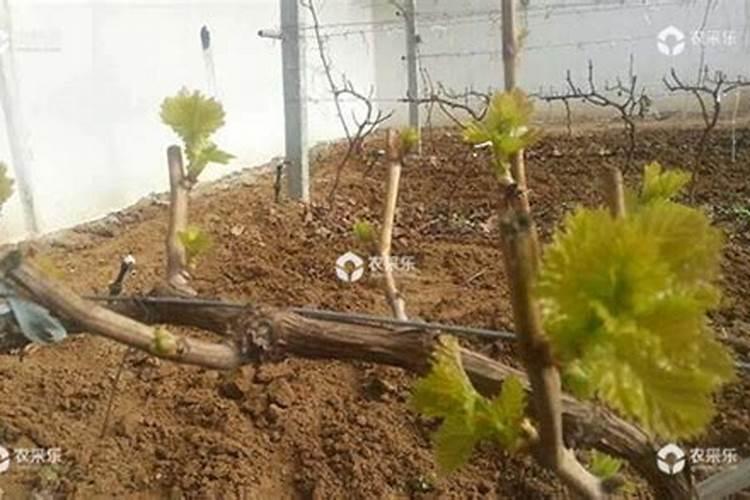 好点的葡萄叶面肥有哪些