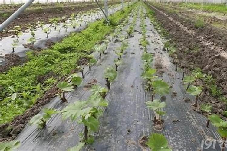 西瓜苗该用什么样的叶面肥好