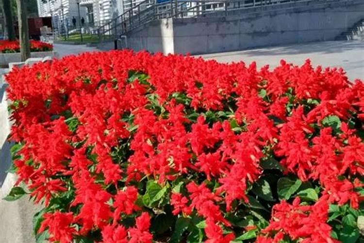 番红花的养殖方法 怎样种植番红花