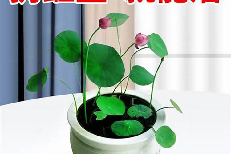 荷花能与鱼混养吗？
