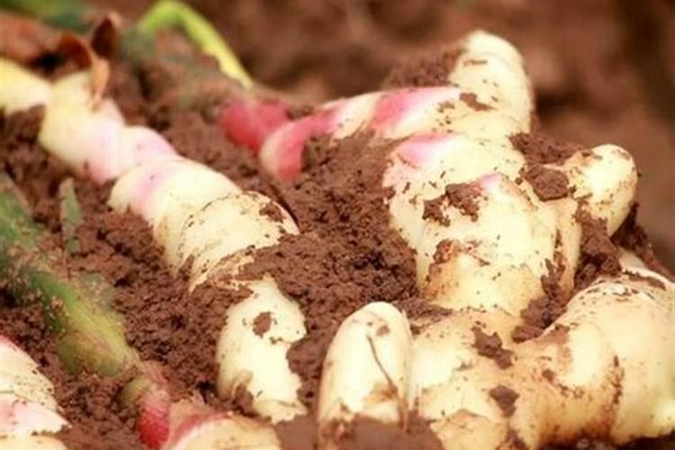 生姜用什么肥料最好