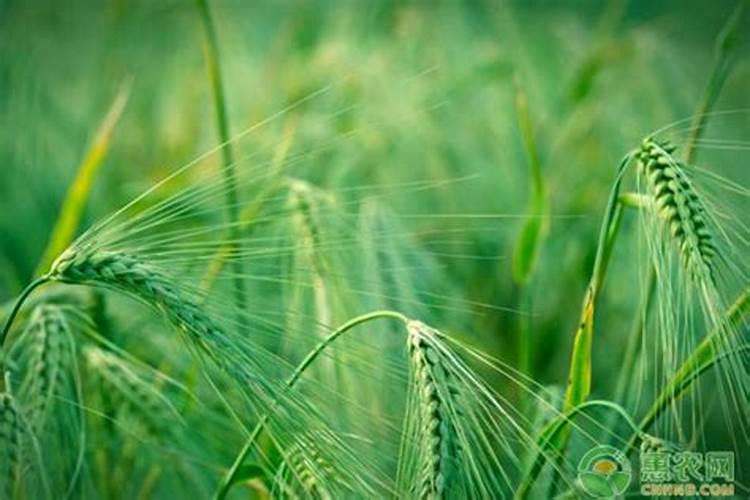 芸苔素真正的作用是什么？