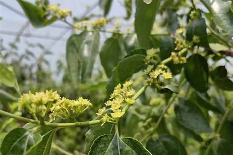 农业知识:枣树花期用什么药能坐果？