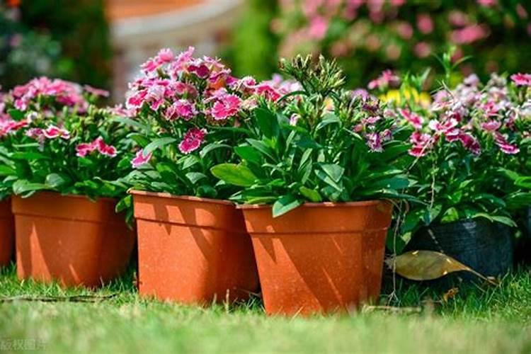 为什么种西瓜的土地不能再次种,种了以后几年才能再种