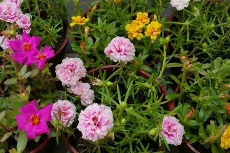 太阳花几月份种比较好？种时要注意什么？