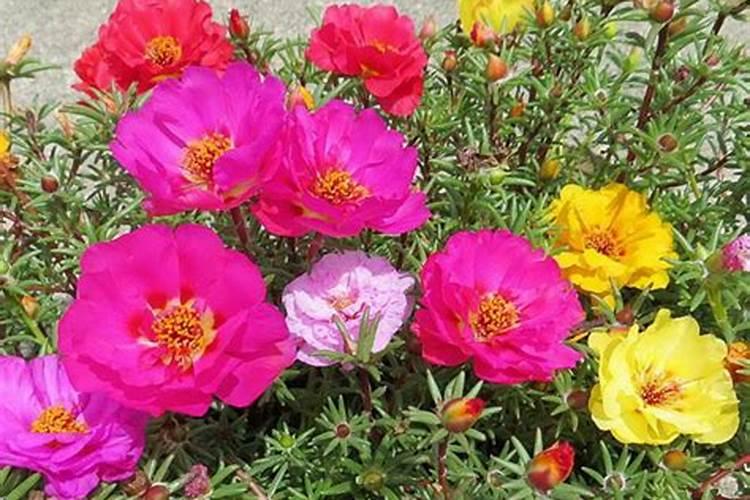 红松梅是不是夹竹桃？