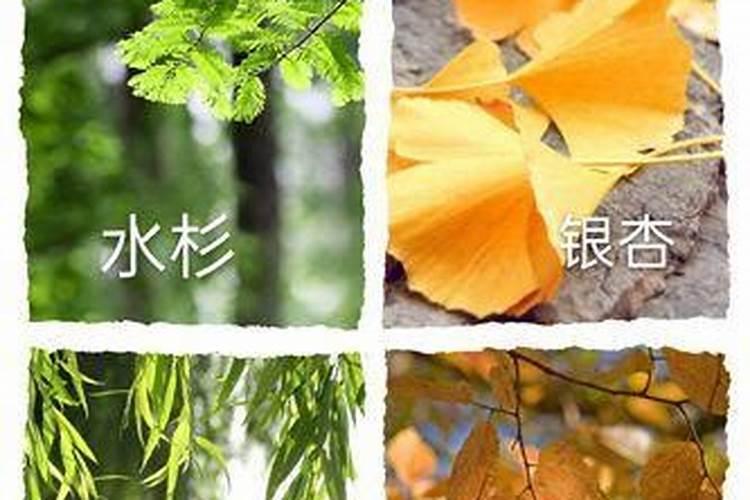 刚刚移栽的樱桃树可以使用叶面肥吗？怎样使用？