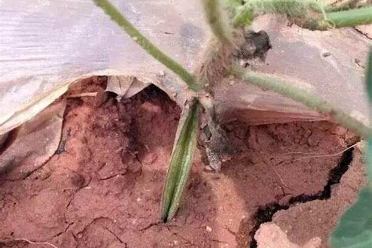 黄瓜如何施肥和浇水