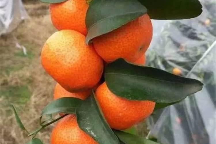 果子如何增甜着色？该如何进行施肥呢？