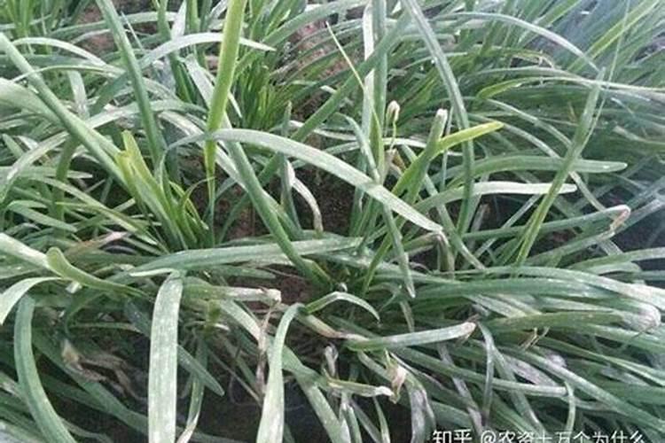 韭菜黄叶根系不好,是什么原因？用什么药？