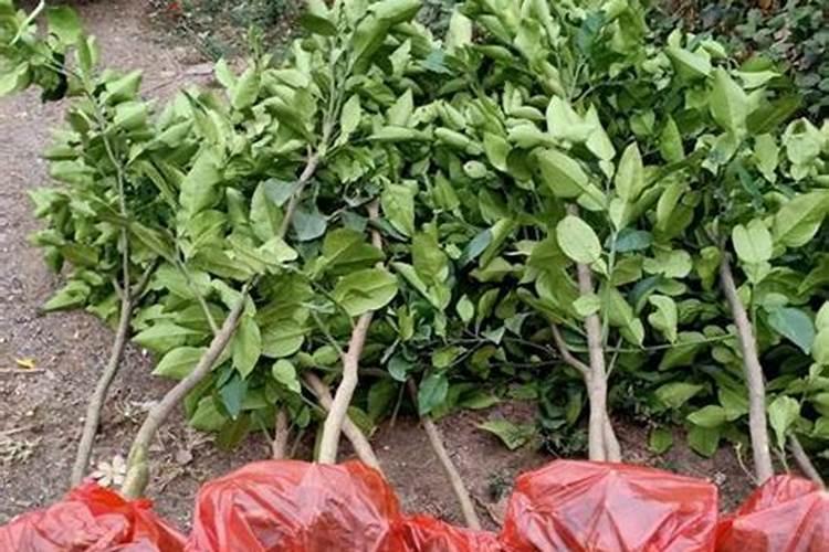 马家柚需要什么肥料？