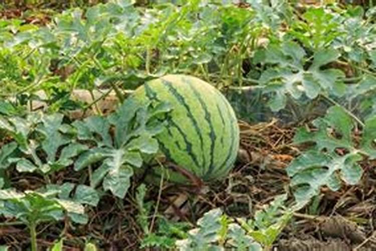 水培蒜苗用什么肥料