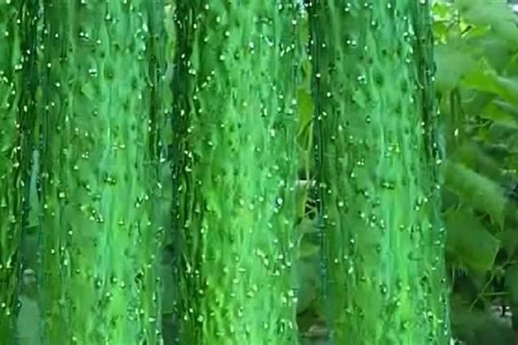 黄瓜为什么出现尖头