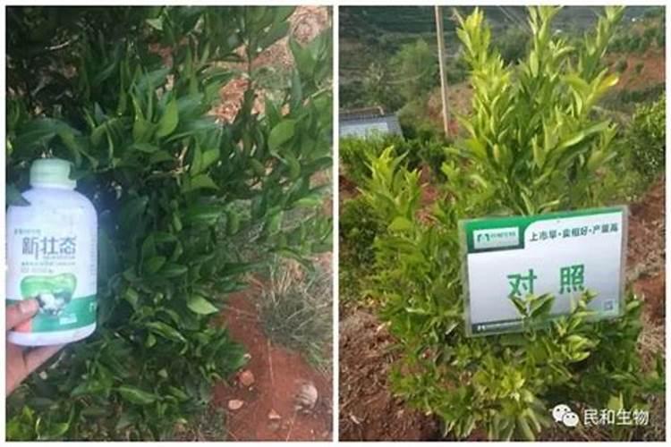 刚移植的树苗喷什么提高成活