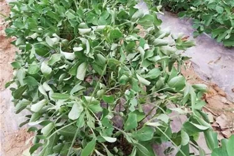 玉米干旱能打叶面肥吗