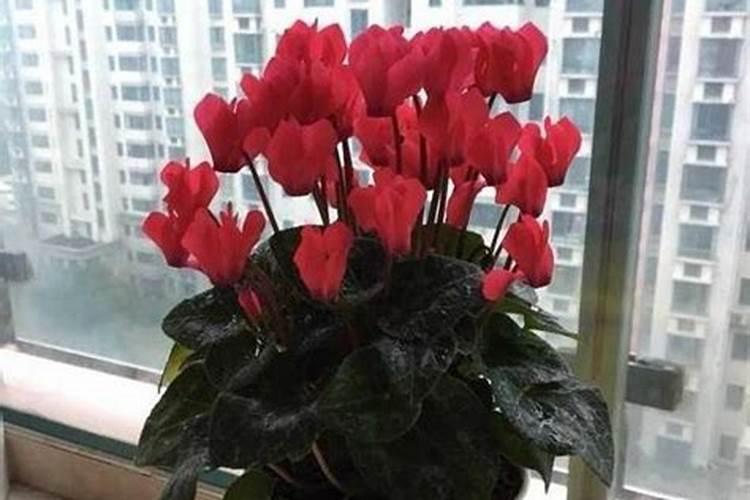 君子兰能用草炭土吗？