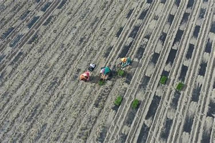 水稻钾肥什么时候施肥最好？