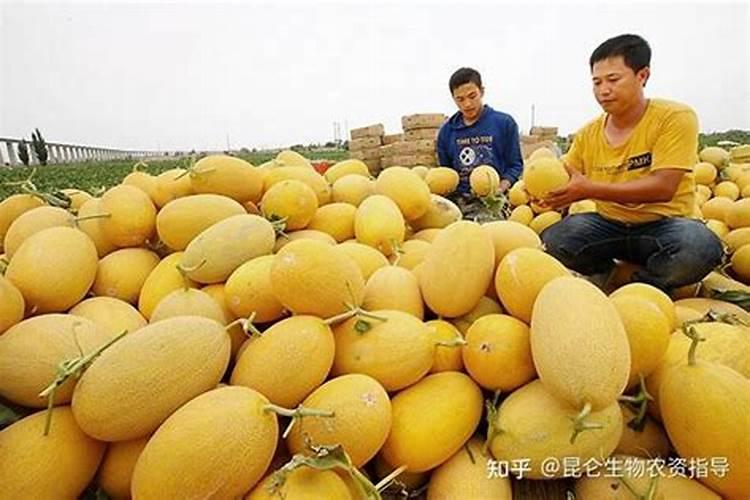 哈密瓜育苗暖棚到大地时叶子卷曲是怎么回事？