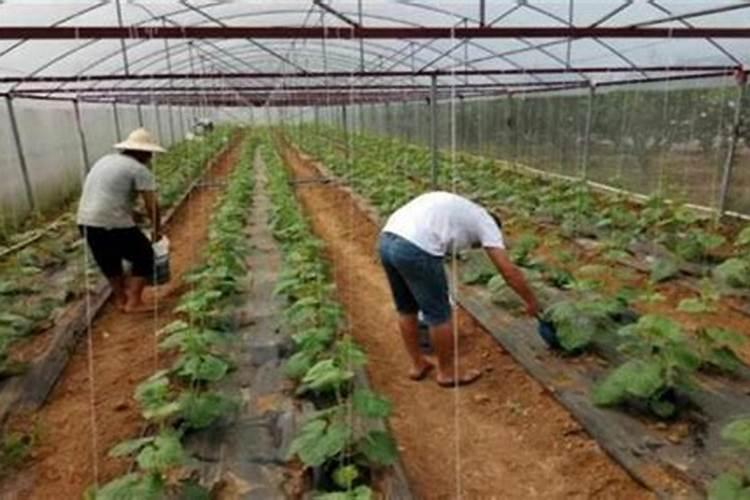 在海南种哈密瓜50亩一年收入多少？