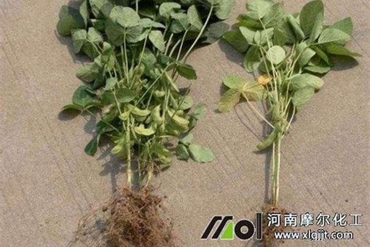 选择进口叶面肥的时候有哪些注意事项,比较好的品牌有哪些？
