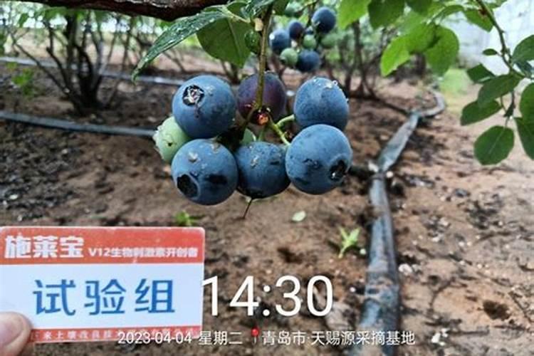 扫帚草的药用价值