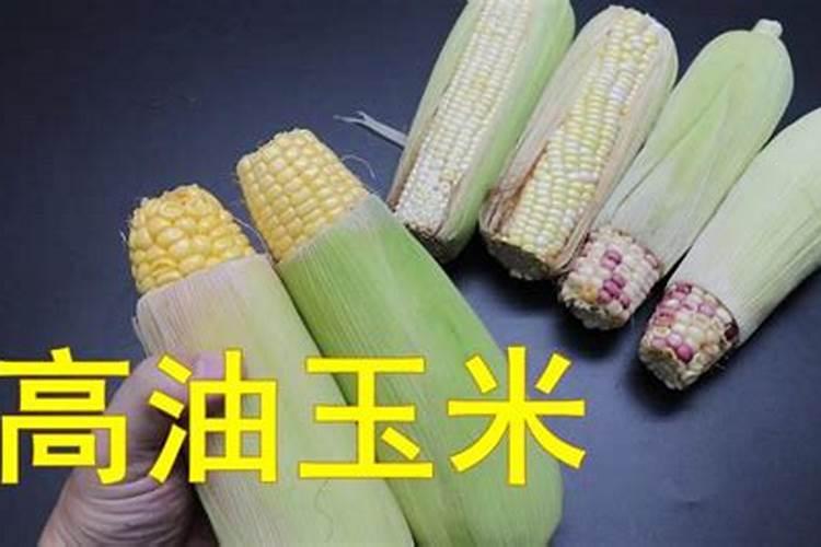 玉米富含什么营养成分