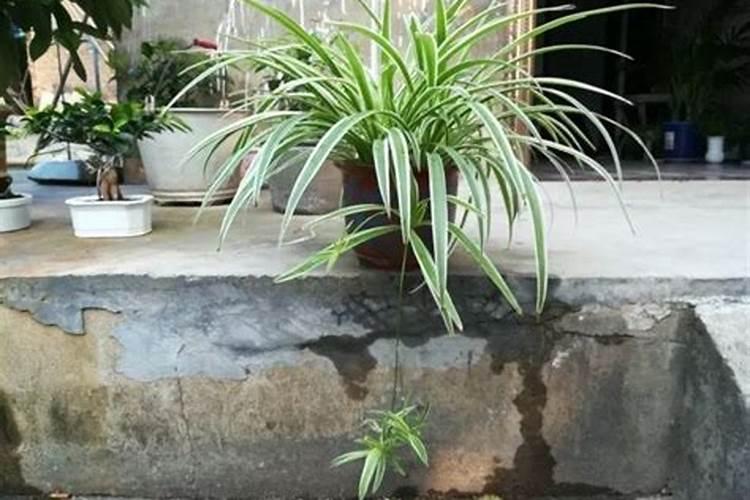 观叶植物施肥以磷肥为主