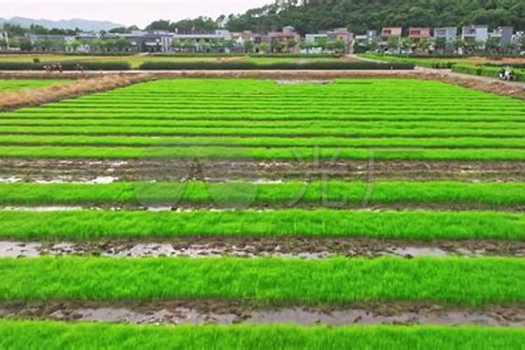 怎样提高磷肥的施用效果,提高水稻磷肥施用效果的方法